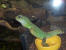 Gecko im Aquarien- und Terrarienraum 